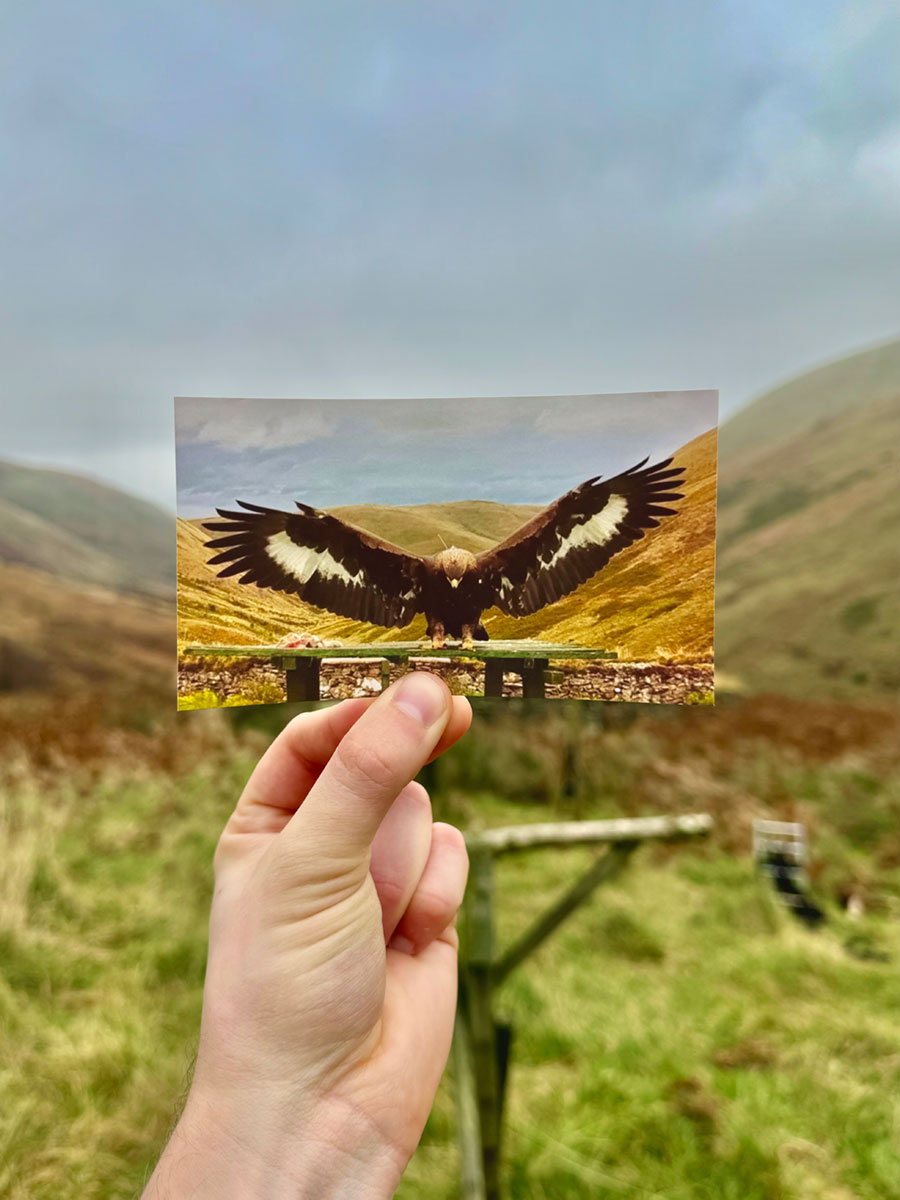 A hand holding a photograph of an eagle landing on a wooden perch, in front of that same wooden perch in a mountainous landscape