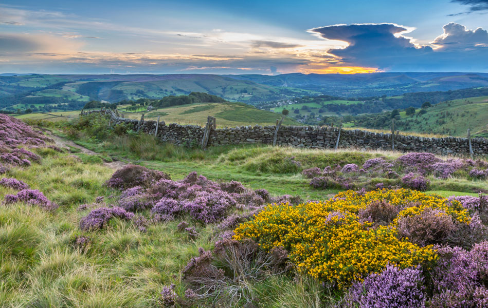 A landscape with purple heather flowers in the foreground, a stone wall running through the centre, and the sun peeking through the clouds in the background.