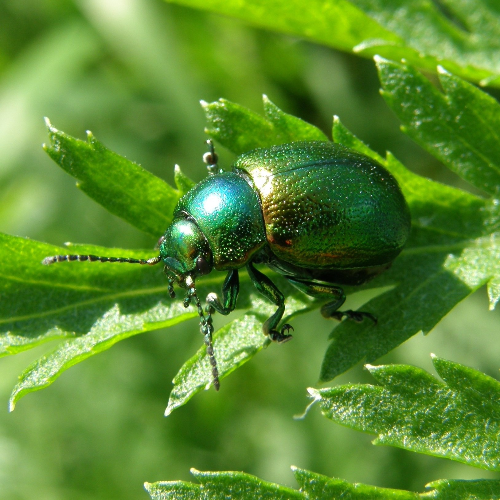 Rare beetle to get new champions | The National Lottery Heritage Fund