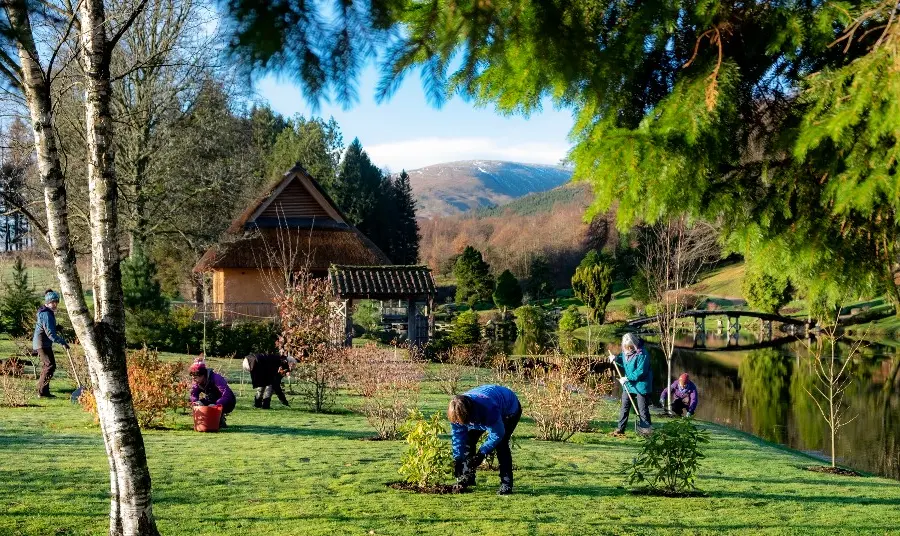 People landscaping in a Japanese garden in Scotland, with a mountain in the background.