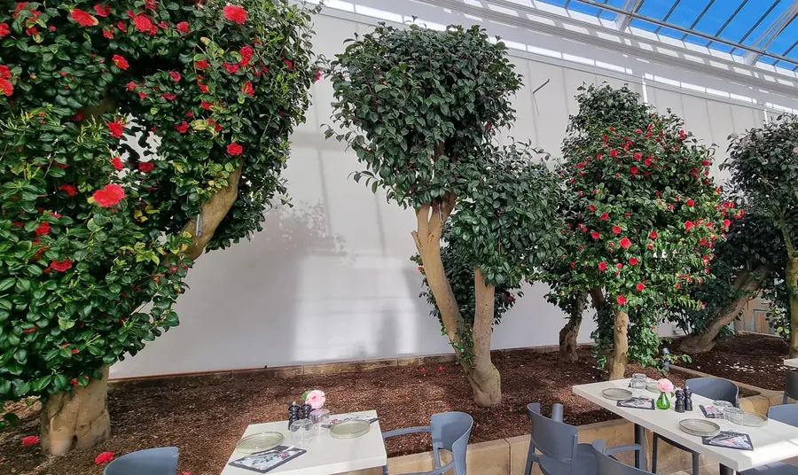 Camellia trees inside a glass roofed room. Tables and chairs are set out 