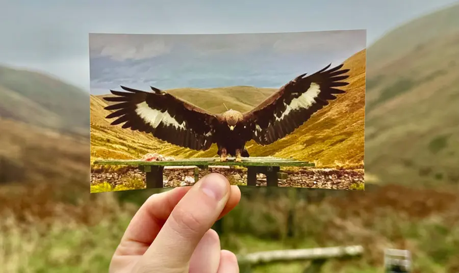 A hand holding a photograph of an eagle landing on a wooden perch, in front of that same wooden perch in a mountainous landscape