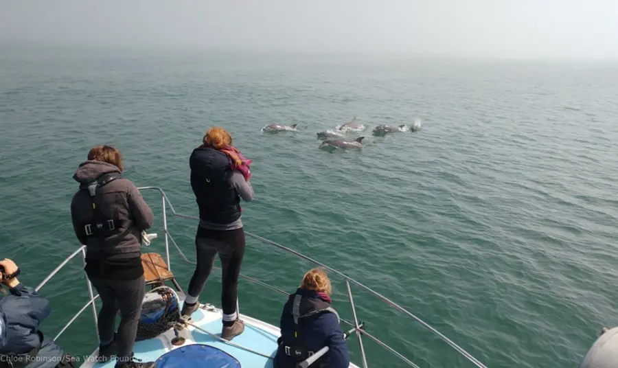 A group of Sea Watch observers stand on the prow of a boat, observing a passing group of dolphins as they pop up out of the sea.