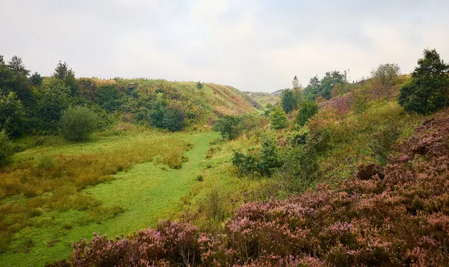 A moorland with heather, trees and shrubs