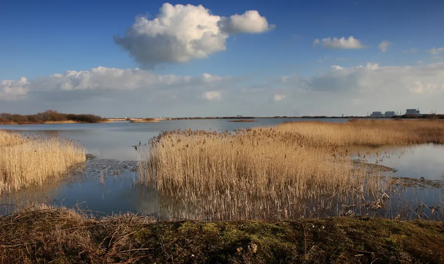 Marshland with blue sky above