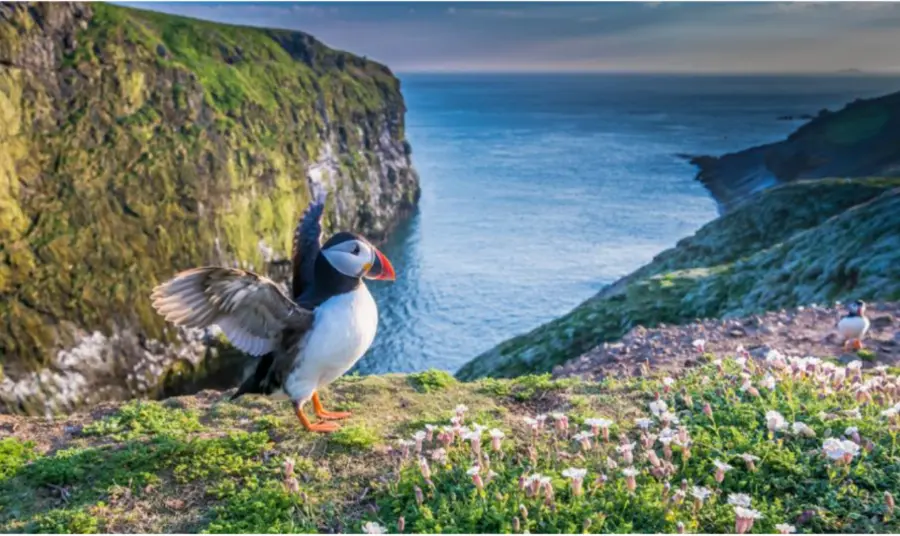 Pwffin yn lledaenu ei adenydd gydag ynysoedd Sgomer a Skokholm sy'n edrych dros y môr yn y cefndir