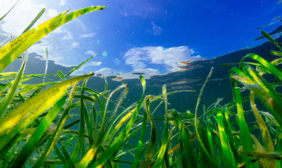 Seagrass on the seabed with sunlight