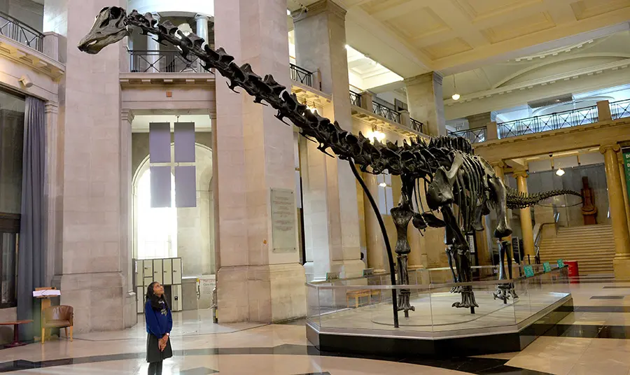 Schoolgirl looking at Dippy dinosaur