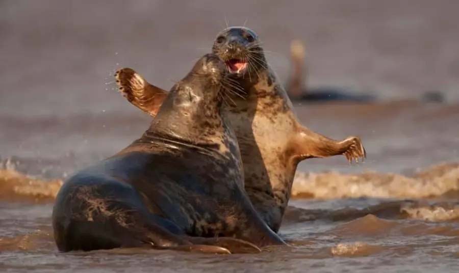 Atlantic Grey Seals