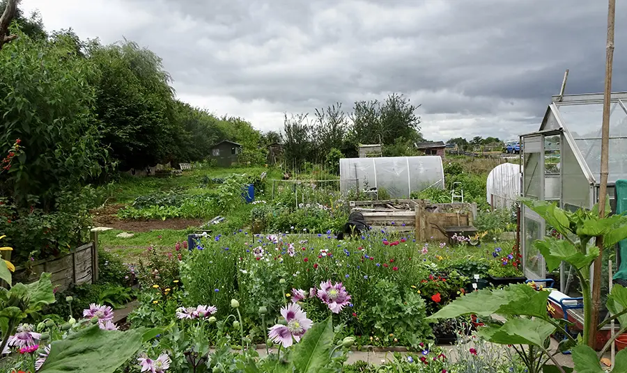 An allotment with plants and greenhouse