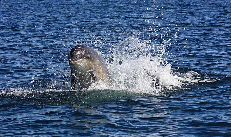 Bottlenose Dolphin