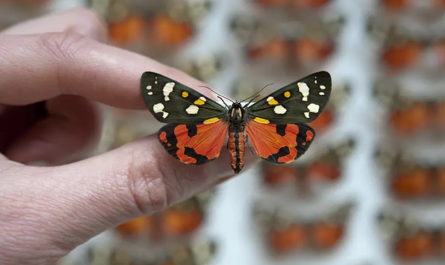 Scarlet tiger moth