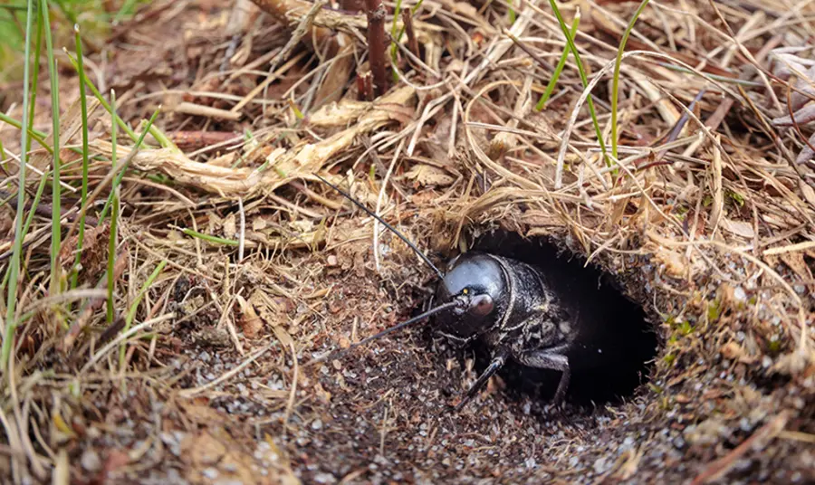 Field Cricket nymph basking at burrow entrance to promote moulting