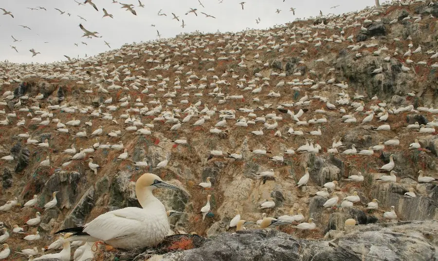 A colony of gannets with one sitting on a rock in the foreground