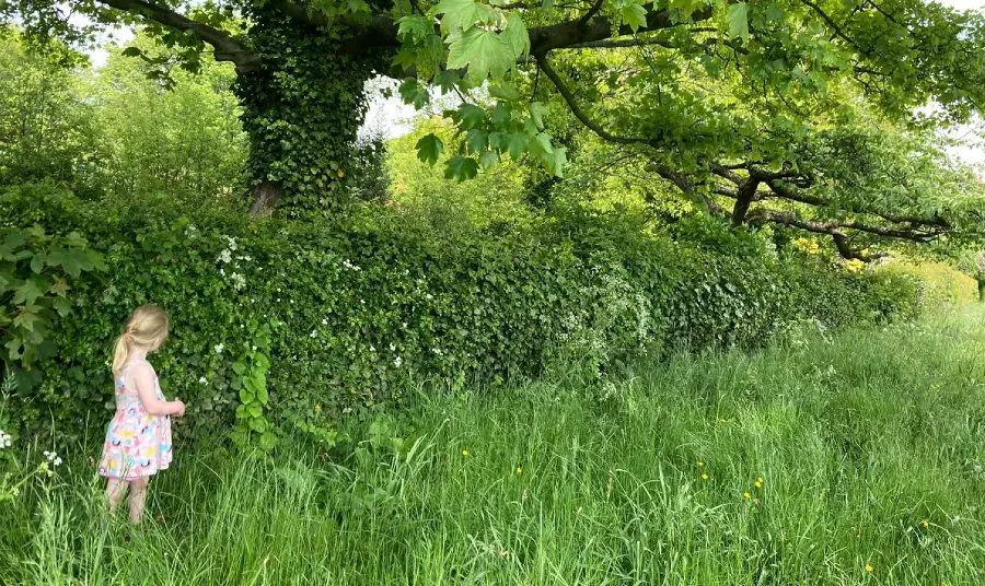 Child looking at hedgerow