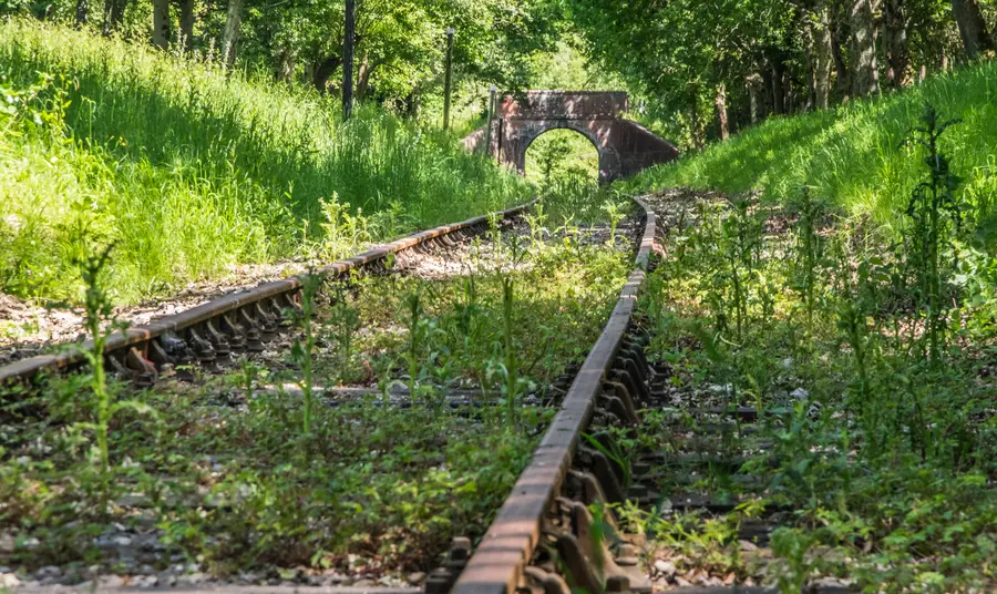 Overgrown railway