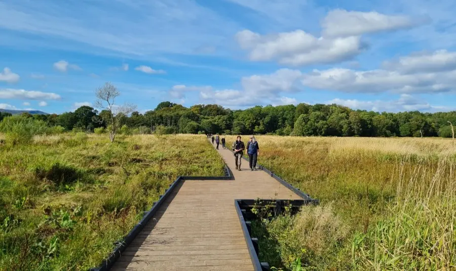 A wooden boardwalk extends out into wetlands