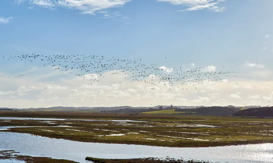 Birds flying over a large expanse of land and water