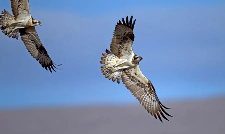 Ospreys flying against blue sky