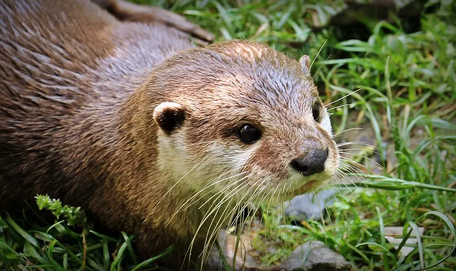 Otter