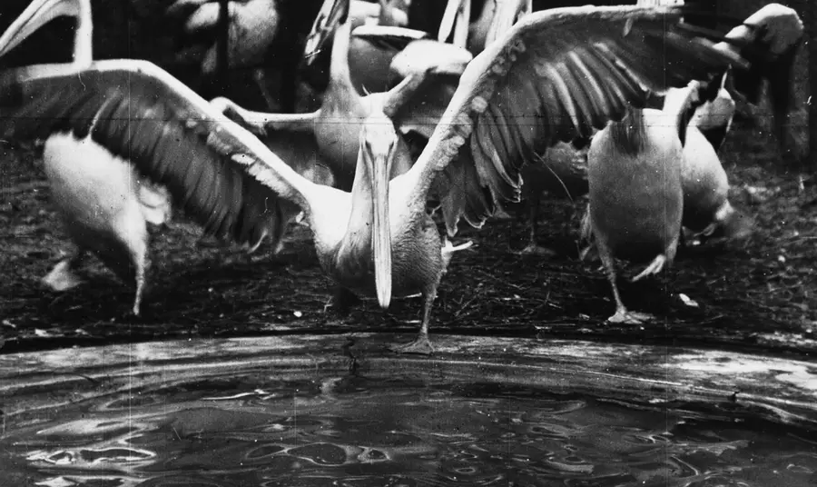 Black and white image of pelicans