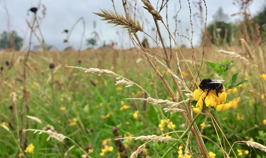 Red tailed Bumblebee - Princes Park meadow, Falkirk (c)Claire Pumfrey