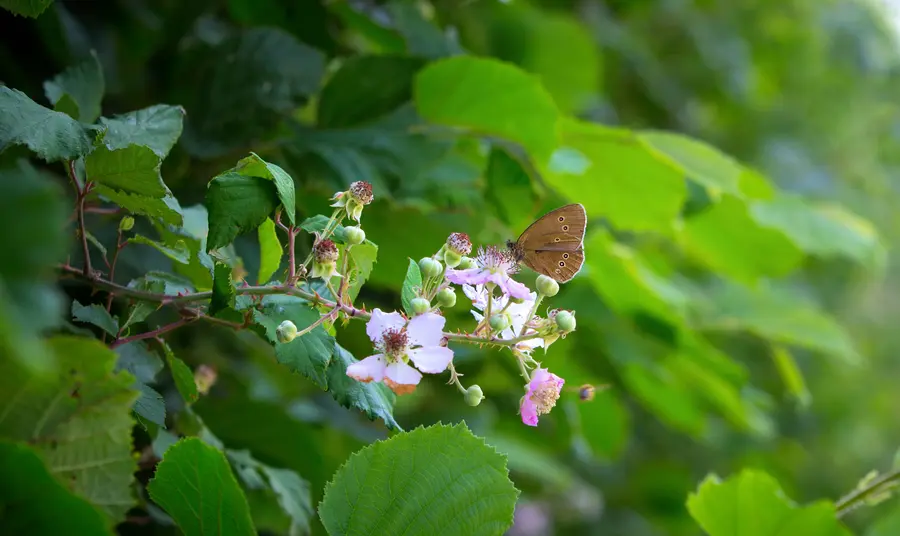 Butterflies fluttering in hedgerow