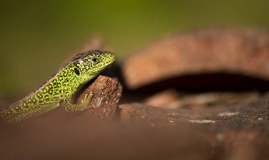 A Sand Lizard