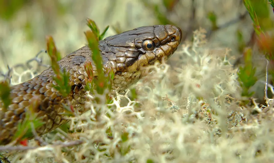 The Smooth Snake is an endangered species in England