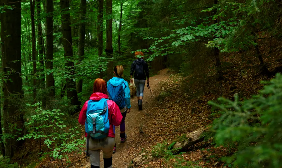 Three people walking along path surrounded by trees