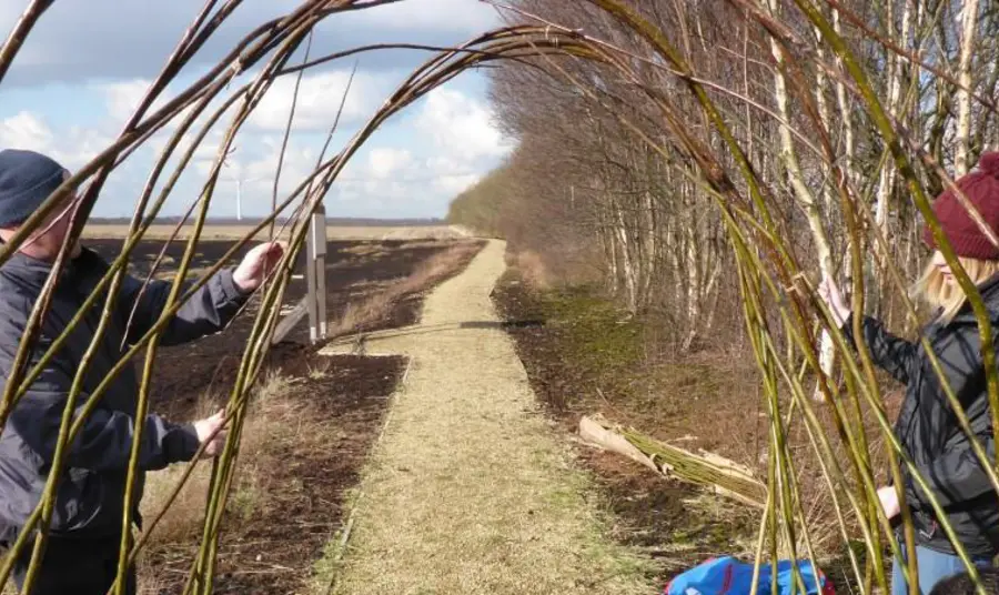 People building a willow tunnel in a field