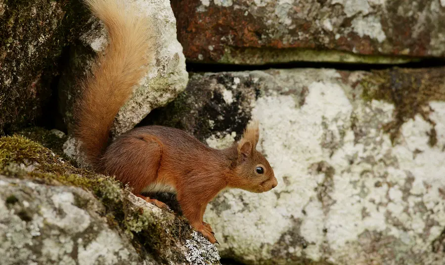 Red Squirrel