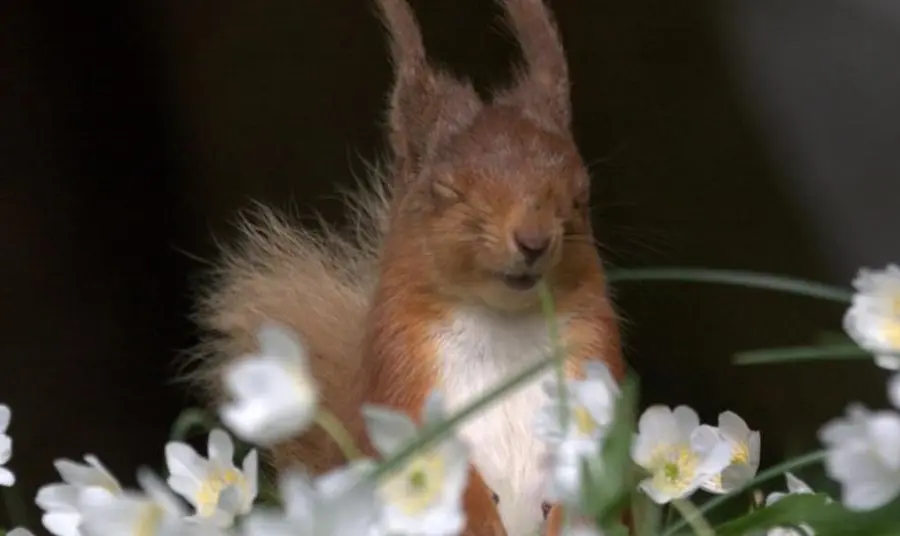 Red squirrel in flowers 