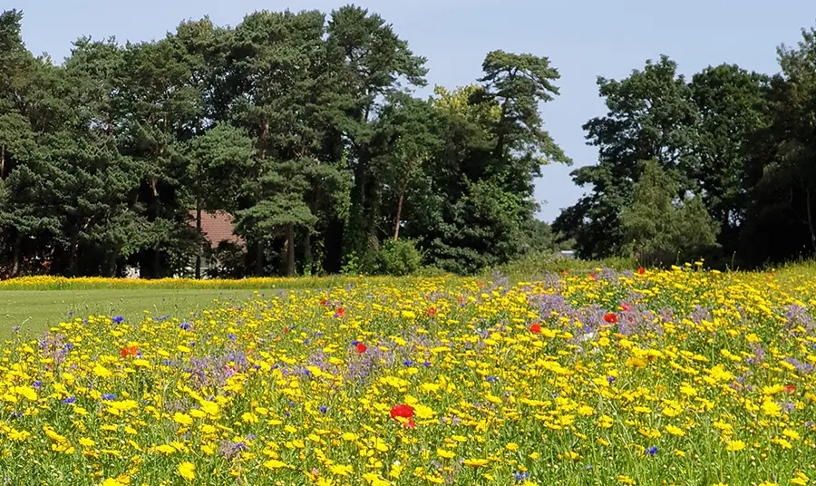 Wildflower meadow in Queen’s Park