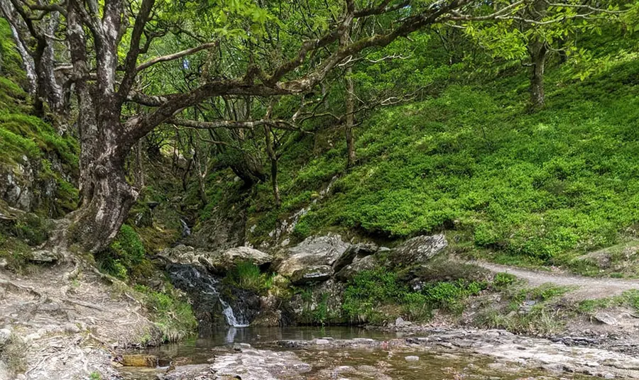An outdoor landscape with trees and a waterfall