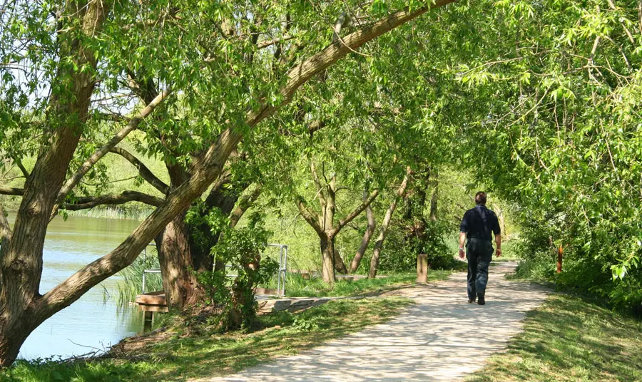 A person walks on a path under trees and next to a lake in summer