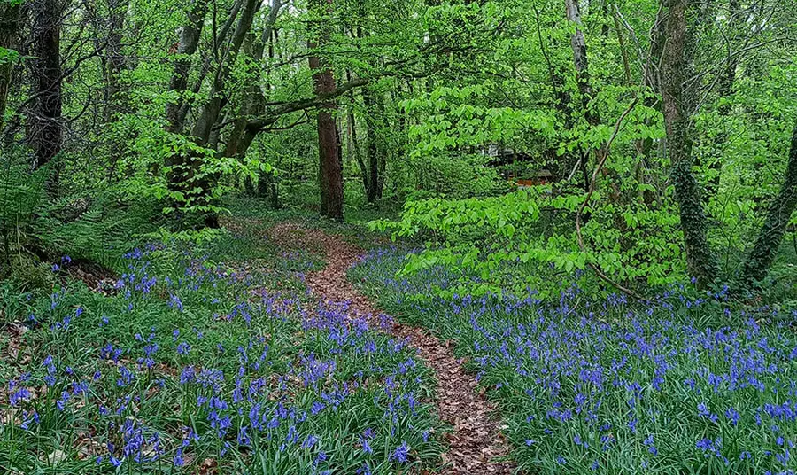 Bluebells in a woodland in spring