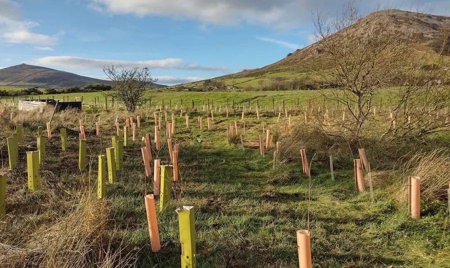 Tree saplings in the countryside