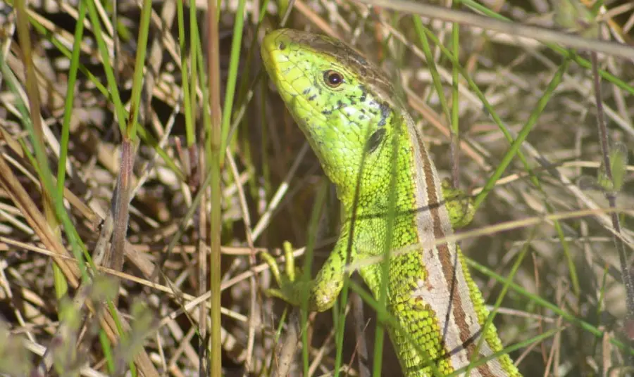 a sand lizard, a small green lizard in grass