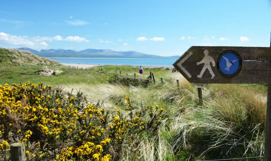 Yellow flowers and a sign for a walking trail in front of heathland on the Anglesey coast. A person is walking along a path in the distance.