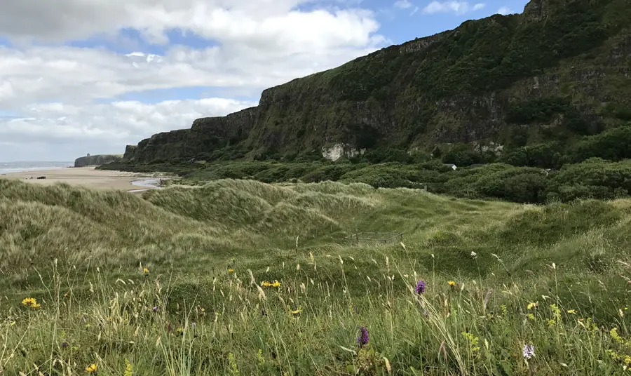 Wildflowers by the sand dunes on the north coast of Northern Ireland