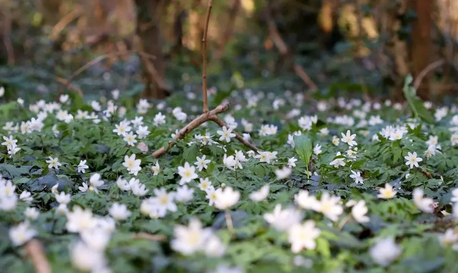White flowers on a woodland floor