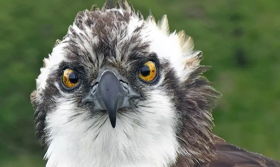 Monty the Osprey