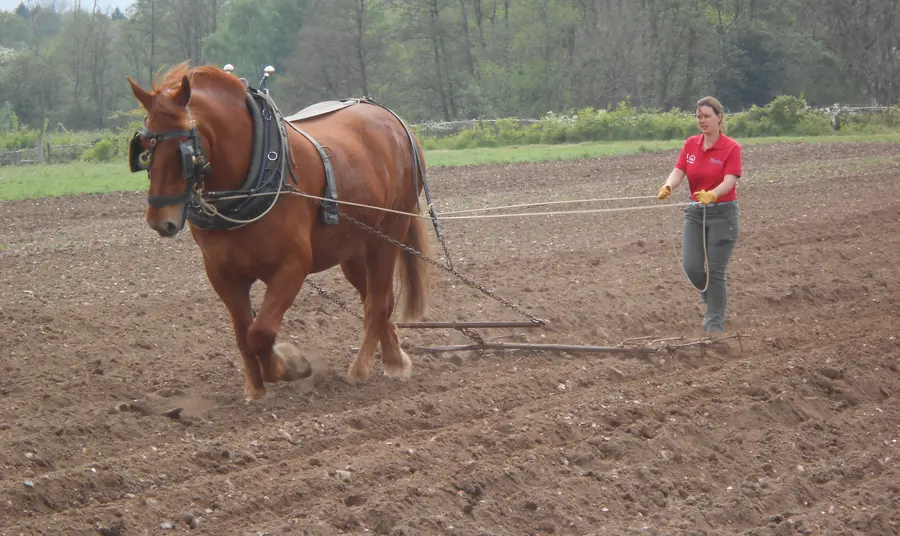 A woman ploughs with a Suffolk Punch horse