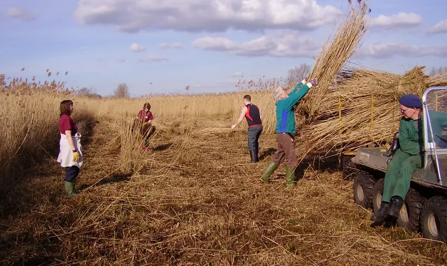 The Great Fen is one of the largest restoration projects of its type in Europe