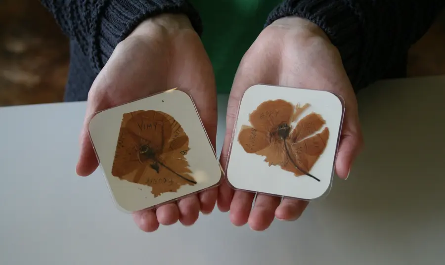 Project volunteer holding Harkess poppies