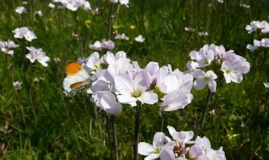 Orange tip butterfly on Ladys smock