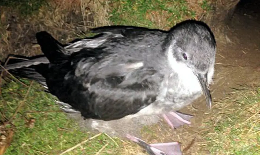 Manx shearwater chick venturing from its burrow on St Agnes and Gugh