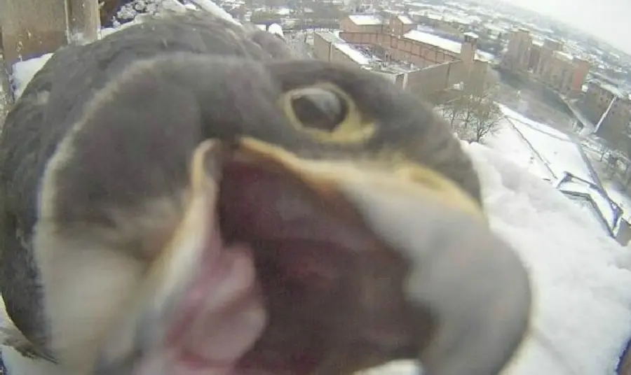 A peregrine captured on the webcam at Derby Cathedral