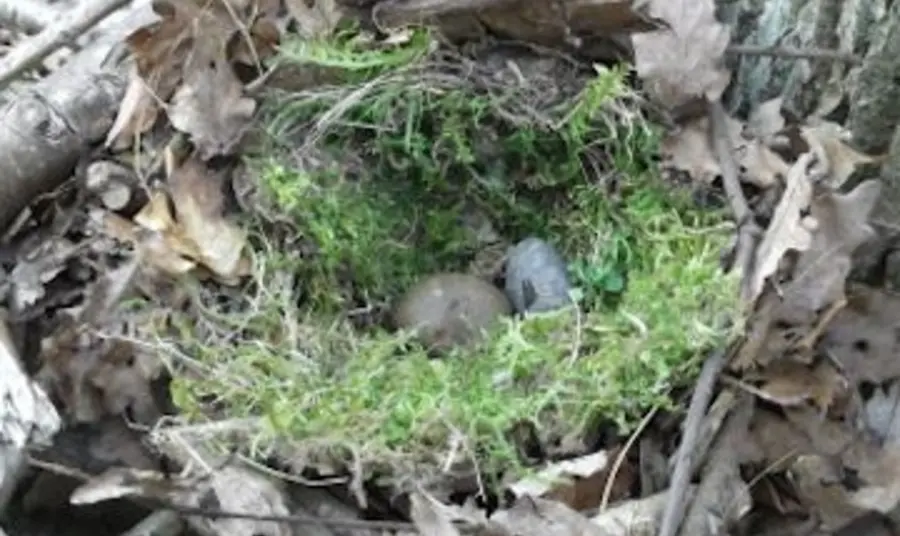 A nest at RSPB Minsmere